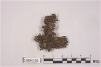 藏品(裂瓣地錢)的圖片